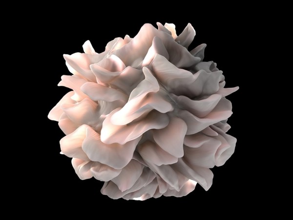 수지상세포(dendritic cell: DC)는 항원물질을 처리하여 이를 세포표면에 발현하여 T세포에게 제시한다. 이 원리로 B세포와 T세포를 도와서 미생물이나 병들거나 비정상 세포의 위협에 대응하는 역할을 한다.  출처 미국 국립암연구소