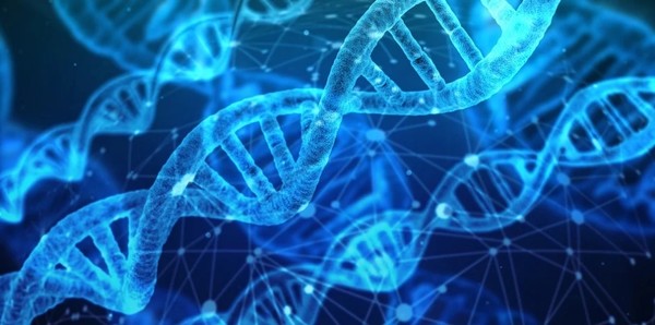 짧은 간섭  RNA(siRNA, small interfering RNA)는 RNA 간섭(RNAi)으로 알려진 과정에 따라 유전자 발현을 조절할 수 있는 가장 주목할 만한 개발 중 하나로 간주되었다. 