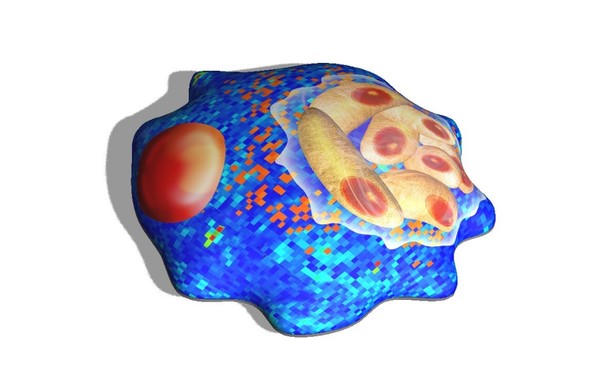 숙주세포 내부의 톡소플라스마 곤디(Toxoplasma gondii)의 도식적인 3D 모델. 노팅엄 대학교 제공 