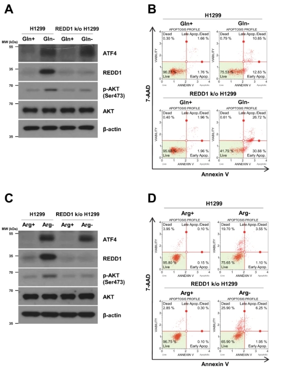 A – D H1299 및 CRISPR/Cas9 매개 REDD1 녹아웃 H1299 세포를 완전 배지 또는 글루타민 또는 아르기닌이 없는 배지에서 24시간 동안 배양했다. A , C 표시된 단백질의 수준은 웨스턴 블롯 분석으로 측정되었다. B , D 세포 사멸은 Annexin V 및/또는 7-AAD 양성 세포의 백분율로 검출되었다. Cell Death & Disease 제공 