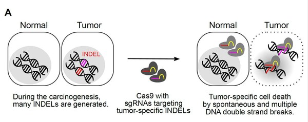 국내 연구팀이 암 특이적 삽입/결실(InDel) 돌연변이를 표적하는 CRISPR-Cas9 유전자 가위를 제작했다. 이를 암세포와 정상세포에 투입해 암세포 돌연변이의 DNA 이중 나선을 잘라냄으로써 암세포만을 사멸시키는 데 성공했다. 
