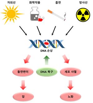 DNA 손상과 질병. 연구팀 제공 