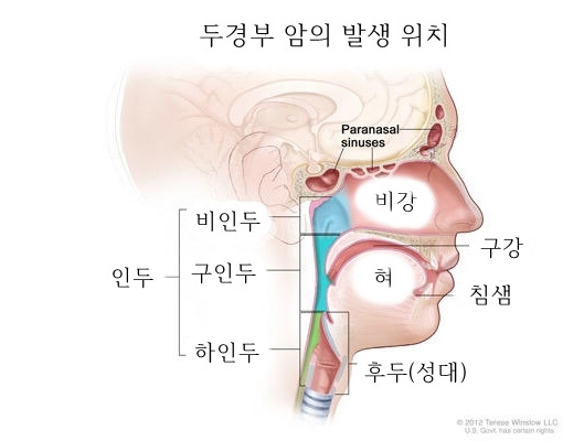 두경부암 부위. 부비동, 비강, 구강, 혀, 타액선, 후두 및 인두(비인두, 구인두 및 저인두 포함)의 위치. 출처 미국 국립암센터