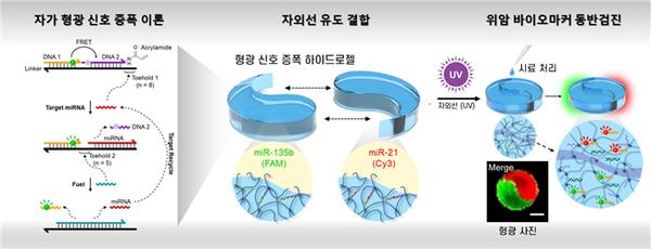 형광 신호 증폭 이론을 활용한 위암 유전자 마커 동반 검출 시스템 개요도. 한국생명공학연구원 제공