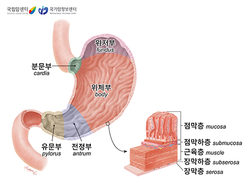 위의 구조. 출처 국가암정보센터