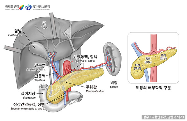 췌장의 위치와 구조. 출처 국가암정보센터