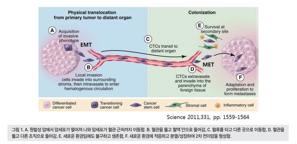 국립암센터 김용연 교수의 암전이와 순환종양세포 논단 중. 출처 한국분자 세포 생물학회