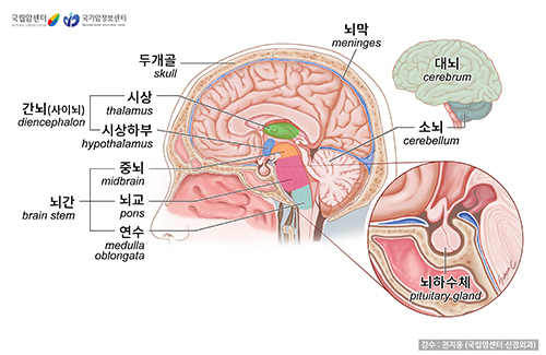 뇌의 구조. 출처 국가암정보센터