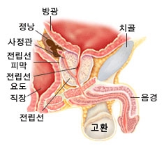 전립선의 위치. 국가암정보센터