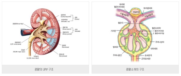 신장의 구조. 출처 대한신장학회