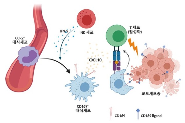 연구 모델 요약도 그림 설명: 교모세포종이 발생하며 혈액내의 CCR2 발현 단핵구가 종양 내로 유입되며 자연살해세포(NK세포)가 생성하는 IFN-γ사이토카인에 의해 CD169을 발현하는 대식세포로 분화함. CD169+ 대식세포는 종양 내에 케모카인인 CXCL10을 증가시켜 T 세포의 종양 내 유입을 증가시킴. 또한 대식세포의 CD169와 암세포의 CD169 리간드 사이의 상호작용은 대식세포에 의한 포식작용을 증가시킴. 암세포를 포식한 대식세포는 세포독성 T 세포에 암세포 항원을 제시하여 암세포 특이적 T 세포 반응을 증가시킴. 출처 KAIST