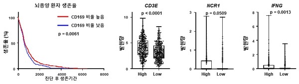  CD169를 발현하는 대식세포가 많은 환자의 생존이 증가하고 이들 환자(High)에서 T 세포 면역반응의 지표가 증가함. 출처  KAIST