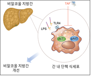  B형 간염 경구 치료제인 테노포비르 알라페나미드가 간세포(간 내 단핵 식세포) 내 AKT 단백질 활성화를 억제하여 항염증 효과를 얻어 비알코올 지방간이 개선되는 것을 처음으로 규명했다. ATK는 활성화로 염증을 유발하는 중요 단백질이다. 출처 성모병원