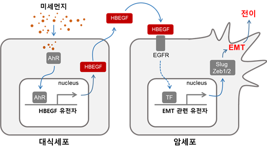 미세먼지에 의한 암세포의 전이 증가 과정에 대한 모식도. 출처 한국생명공학연구원