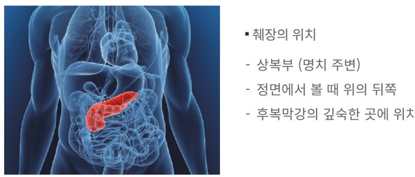 췌장의 위치. 출처 서울대병원
