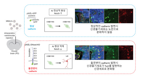 노치(Notch) 신호 활성화의 분자적 기전. 출처 IBS 
