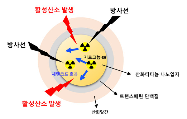  - 약 100 nm 크기의 산화티타늄 나노입자 내부에 지르코늄-89를 도입해 코어를 만들었다. 생체단백질인 트랜스페린으로 코어를 코팅하고, 트랜스페린 외부에 산화망간을 첨가해 암세포 근처에서 활성산소를 발생시키는 나노물질을 개발했다. 산화티타늄과 산화망간에서 발생한 활성산소는 암세포의 DNA에 손상을 입혀 암세포를 사멸시킨다. 출처 한국원자력연구원