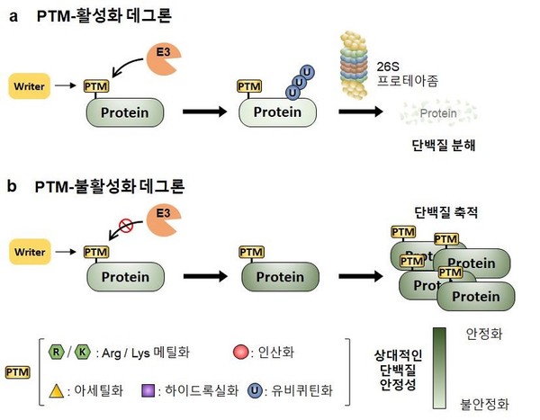 PTM-활성화(PTM-activated) 데그론과 PTM-불활성화(PTM-inactivated) 데그론으로 구분해 단백질 수명 조절과의 관련성을 설명한 그림으로 질병을 촉진하는 단백질의 분해 혹은 질병을 억제하는 단백질의 축적을 미리 예측 가능하여 암이나 퇴행성 뇌질환의 발병 및 억제를 진단 가능 .출처 KAIST