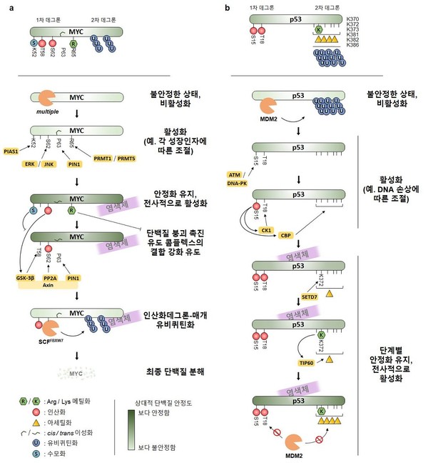 암을 유발하는 인자의 대표인 MYC와 종양 억제자 대표인 p53의 단백질 수명에 영향을 끼치는 PTM 데그론 코드 도식. 출처 KAIST