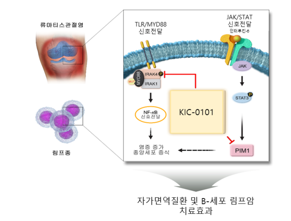 TLR/MyD88 매개 NF-κB 염증신호전달을 억제하여 류마티스관절염과 림프암을 치료하는 새로운 IRAK4/PIM1 이중저해제. 출처 한국화학연구원