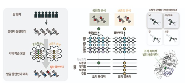 환자의 유전자에 생긴 돌연변이가 조직 특이적으로 암을 일으킬 수 있는지 정확하게 예측할 수 있는 기계 학습 모델을 개발됐다. 출처 포항공대