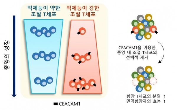 신장암 환자로부터 얻은 조직과 혈액을 분석해서 다양한 면역세포에서 CEACAM1의 발현을 확인했다. 또 CEACAM1의 발현에 따른 종양 내 조절 T세포의 면역 억제능을 비교한 개념도. 출처 카이스트