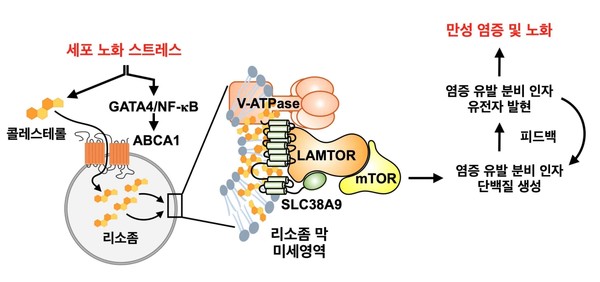 리소좀 특이적 콜레스테롤 축적에 의한 새로운 노화 조절 기전. 출처 서울대학교
