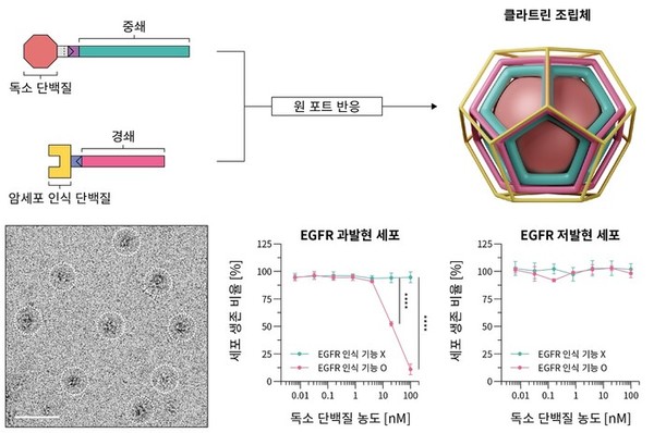 클라트린 중쇄와 경쇄에 두 종류의 단백질(암세포 인식 단백질과 독소 단백질)을 원 포트 반응으로 동시에 기능화하는 새로운 클라트린 조립체 개발 모식도 . 출처 KAIST