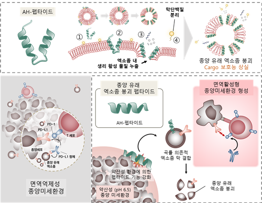 종양 유래 엑소좀 붕괴 펩타이드(AH-D-펩타이드)와 aPD-1 항체의 치료 기작 개념도. 항체치료제aPD-1 단독투여의 경우 암세포에서 분비된 exosomal PD-L1에 의해 T 세포의 활성이 감소하여 치료효과가 저해되는 반면, AH-D-펩타이드에 의해 암세포 유래 엑소좀의 기능 억제 시 aPD-1이 T 세포를 효과적으로 활성화시킴에 따라 항종양 면역반응이 극대화됨. 출처 한국보건산업진흥원