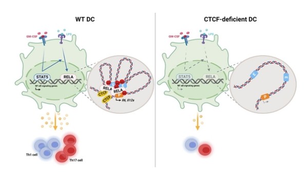 염증 반응 시에 CTCF 단백질이 없는 마우스에서는 면역세포(Th1·17 cell)가 반응하지 않았다. 출처 세브란스병원