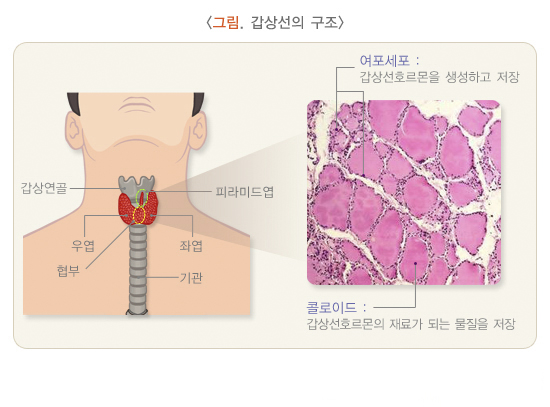 출처 질병관리청