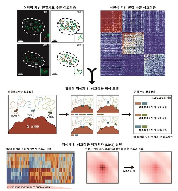 게놈 3차 구조 시퀀싱 기술과 DNA 이미징 기술을 통해 핵 스페클 주위에서 형성되는 염색체 간 상호작용을 각각 단일세포 수준과 군집 수준에서 살펴본 결과, 이미징 결과 상에서는 세포마다 상이한 게놈 지역이 염색체 간 상호작용을 이루고 있는 것으로 나타나는 반면 시퀀싱 결과 상에서는 여러 게놈 지역이 큰 하나의 상호작용을 이루는 것으로 관찰되었다. 출처 KAIST