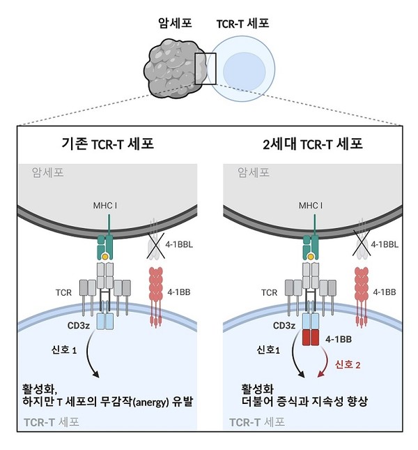  2세대 TCR-T 세포의 신호전달 메커니즘 모식도. TCR 의 신호전달에 핵심 하위유닛인 CD3z에 4-1BB의 신호전달도메인이 합성된 퓨전 CD3z 모듈을 구축함. 퓨전 CD3z 모듈이 발현된 2세대 TCR-T 세포는 면역억제환경에서 기존의 TCR-T 세포보다 향상된 증식과 지속성을 보임. 출처 KAIST