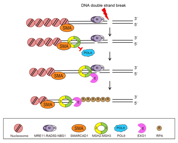 새롭게 발견된 DNA 이중나선 절단 복구 방법. 출처 기초과학연구원