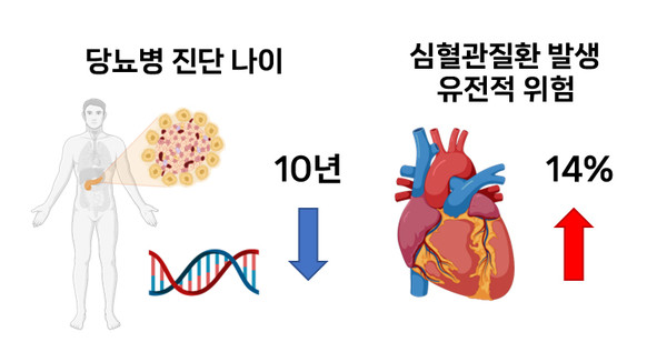 당뇨병 진단연령이 10년 빨라질수록 유전적 영향에 의한 심혈관질환 위험 14%씩 증가. 출처 서울대병원