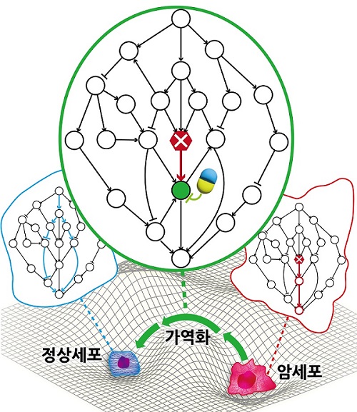 암세포를 죽이지 않고 정상세포로 되돌릴수 있는 암가역화 치료원리를 최초로 규명한 연구결과가 나왔다.. 연구결과 모식도. 출처 KAIST