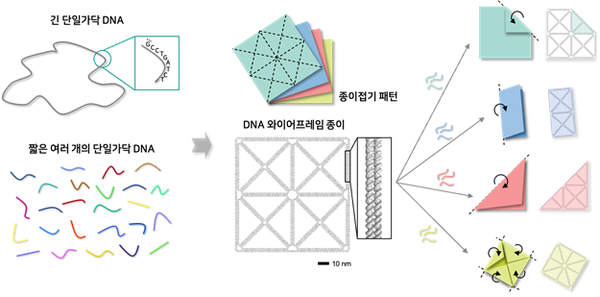 종이접기 패턴 형태의 디엔에이(DNA) 와이어프레임 종이 나노구조체 및 원하는 부분의 접힘을 통한 다양한 모양으로의 형상 변형 개념도. 출처 과학기술정보통신부