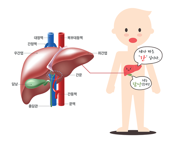매년 2월 2일은 간암의 날이다. 출처 대한간암학회