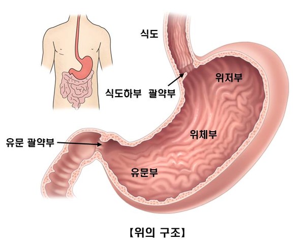 출처 서울아산병원