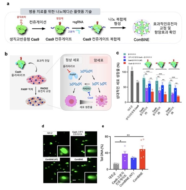생직교반응 기반 병용 치료용 크리스퍼 나노복합체인 ComBiNE 제조 및 기능 (a), ComBiNE에 의한 항암효과(b)를 나타낸 모식도. Cas9-올라파리브에 의한 암세포 성장 억제 효과(c), DNA 손상 분석(d,e) 결과. 출처 KAIST
