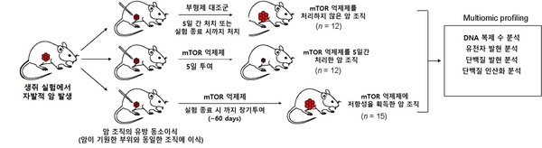 다중 오믹스 기반 mTOR 억제제 저항 메커니즘 규명을 위한 실험 디자인. 출처 강남세브란스