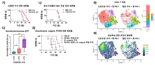 고 포도당 음료가 교모세포종 뇌종양 생쥐모델에서 생존율에 미치는 영향에 대한 연구결과. 출처 KAIST