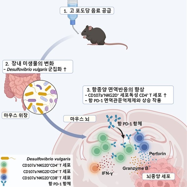 고 포도당 음료가 장내 미생물의 조절을 통해 교모세포종 면역반응에 미치는 영향연구에 대한 전체적인 연구개요. 출처 KAIST