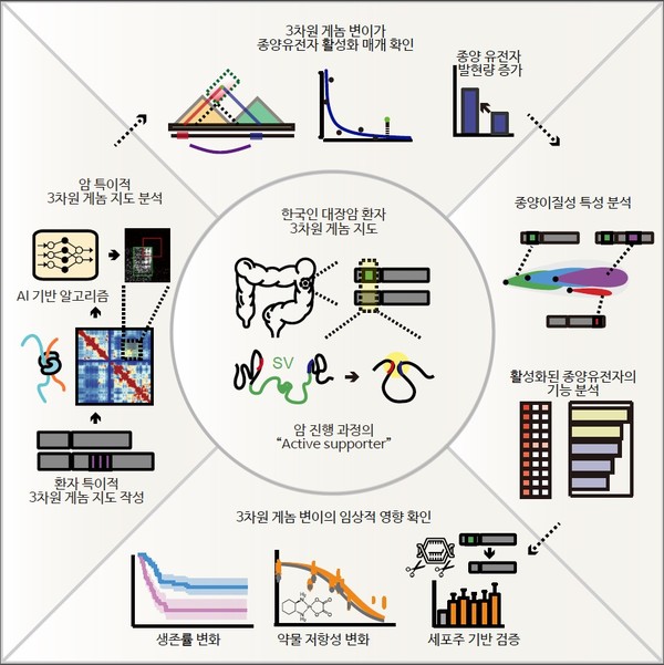 암에서는 다양한 종류의 변이가 발생하며 암 특이적 3차원 게놈 구조 변화 또한 발생한다. 이로 인해 유전자가 잘못된 전자조절인자와 공간상에 인접하게 되어 비정상적인 발현이 일어나는‘인핸서-납치’현상이 발생한다. 본 연구에서는 최초로 최대 규모의 한국인 대장암 환자의 3차원 게놈 지도를 작성하였으며 이를 인공지능 기반 알고리즘을 이용하여 분석, 종양유전자의 활성화와 그 영향을 규명했다. 출처 KAIST