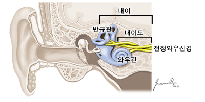 내이도 전정의 해부학적 구조. 출처 국가암정보센터