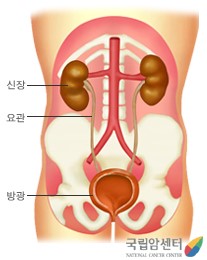방광의 위치. 출처 국립암센터