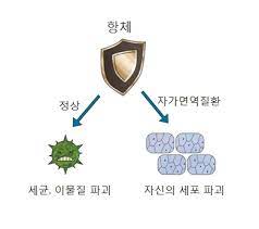 ‘자가면역질환’이란 면역세포가 체내 세포와 외부 바이러스를 구별하지 못하도록 만드는 질환이다. 출처 아산병원