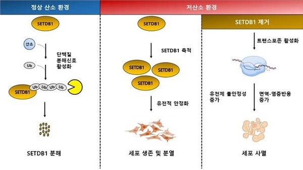 산소 농도에 따른 SETDB1 단백질의 조절 모식도.  출처 한국생명연구원