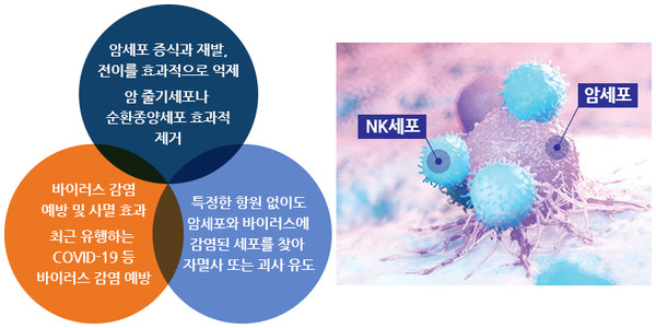 최근 암세포를 파괴하는 것으로 알려진 자연살해세포(Natural Killer cell, 이하 NK세포)를 활용한 다양한 암 치료법이 소개되고 있다. 출처 분당차병원