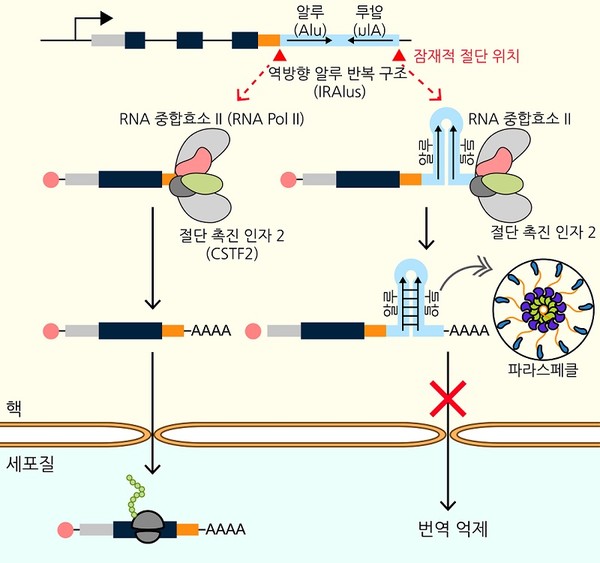 역방향 알루 반복 구조(IRAlus)로 인한 유전자 발현 조절 기전 모식도. 출처 KAIST